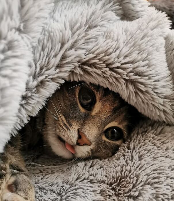 Cat peeking from blanket with tongue out playfully.