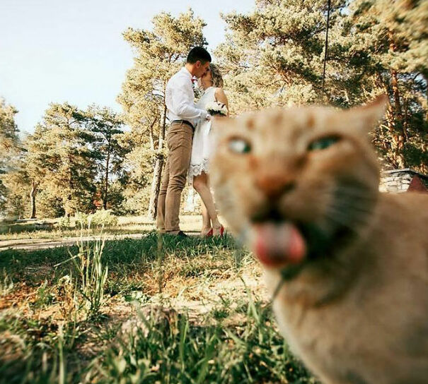 A funny cat with its tongue out photobombs a couple kissing in a sunny park setting.