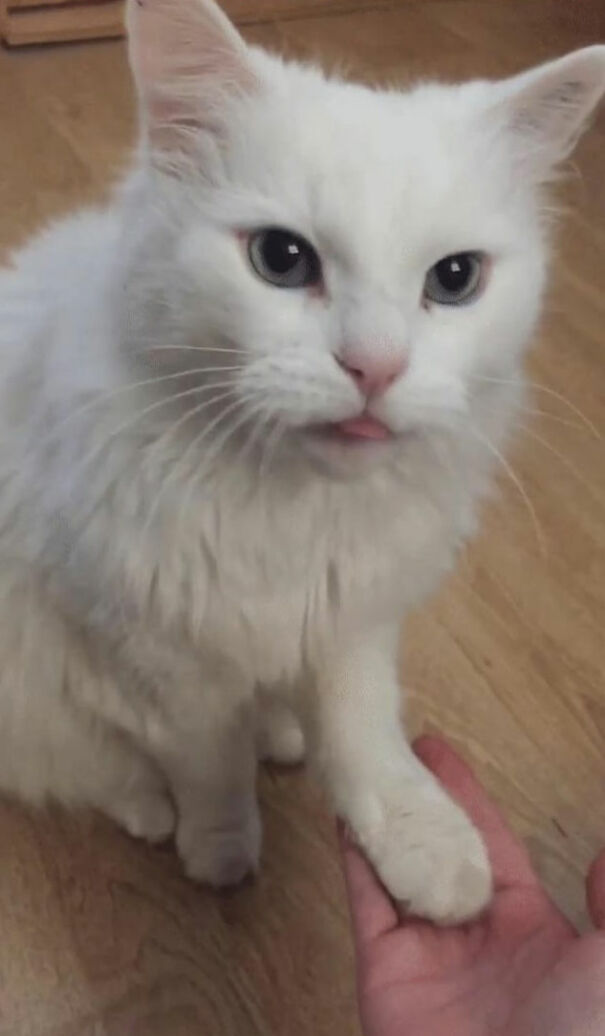 White cat with its tongue sticking out, sitting on a wooden floor, placing its paw in a person's hand.