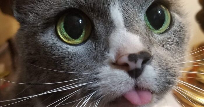 45 Times Cats Left Their Tongue Tips Exposed, To The Delight Of Netizens