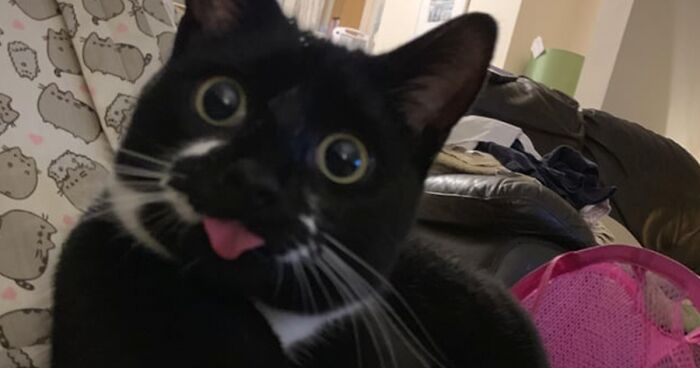 45 Of The Funniest Cat Bleps Guaranteed To Bring Avid Cat Lovers Joy