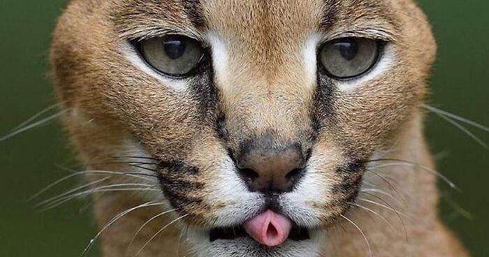 These 45 Cats Blepping Will Have You Cackling To Yourself In No Time