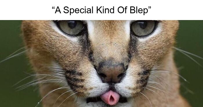 Get Your Giggles In With This Cute Collection Of 45 Cats Blepping