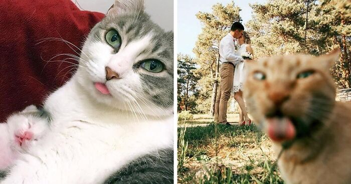 45 Of The Funniest Cat Bleps Guaranteed To Bring Avid Cat Lovers Joy