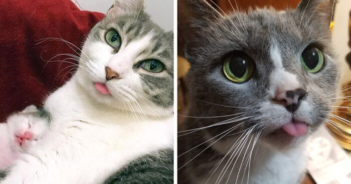 45 Of The Funniest Cat Bleps Guaranteed To Bring Avid Cat Lovers Joy