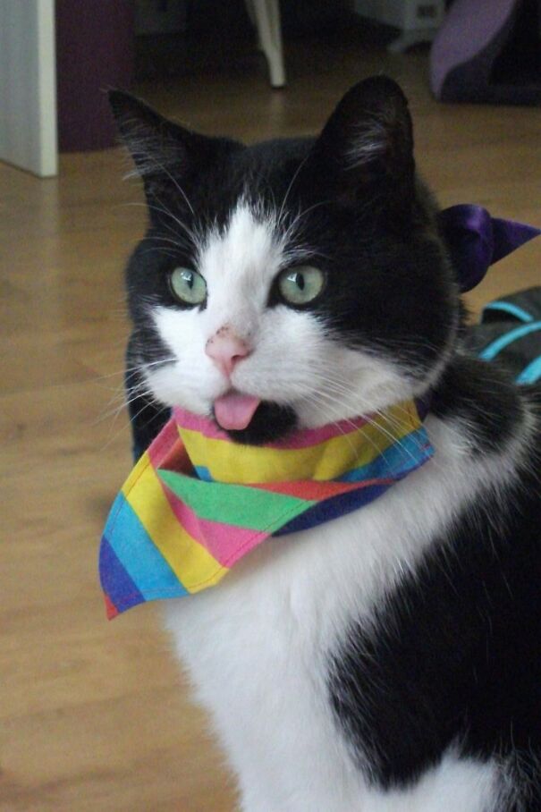 Black and white cat with its tongue out, wearing a colorful scarf, sitting on a wooden floor.