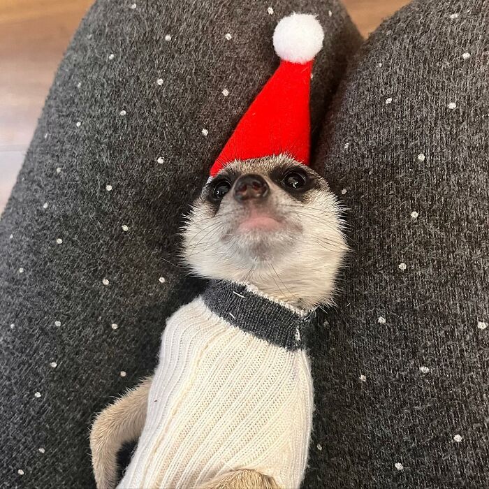 Cute animal in a festive red Santa hat laying comfortably on a speckled blanket.