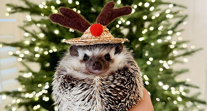 85 Hilariously Adorable Animals To Fill You With Cheer This Christmas