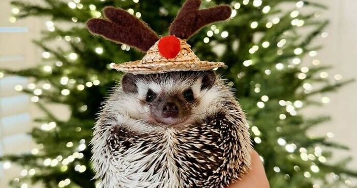 85 Hilariously Adorable Animals To Fill You With Cheer This Christmas