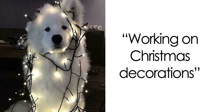 50 Christmas Animals Caught Being Naughty, Nice, And Downright Adorable