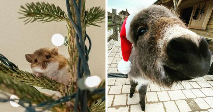 50 Christmas Animals Caught Being Naughty, Nice, And Downright Adorable