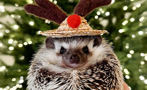 50 Christmas Animals Caught Being Naughty, Nice, And Downright Adorable