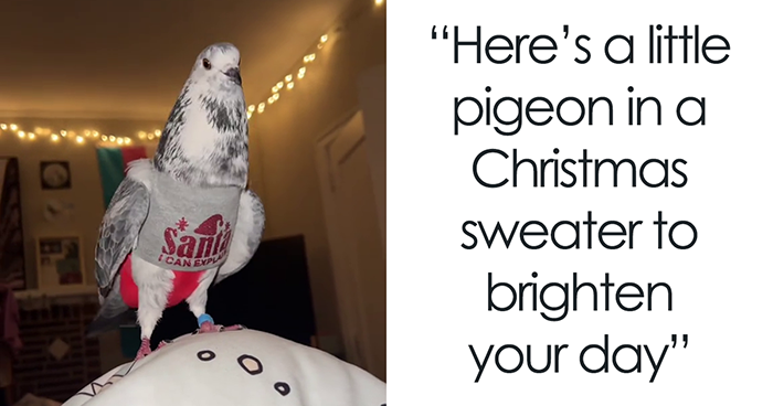 People Online Melt After Seeing This Adorable Pigeon Show Off His Christmas Sweaters