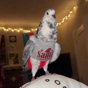 People Online Melt After Seeing This Adorable Pigeon Show Off His Christmas Sweaters