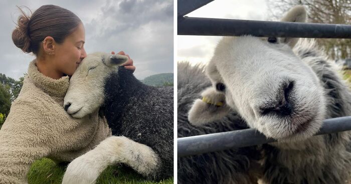 This Woman Shares A Very Different Side To Sheep That A Lot Of People Never Get To See