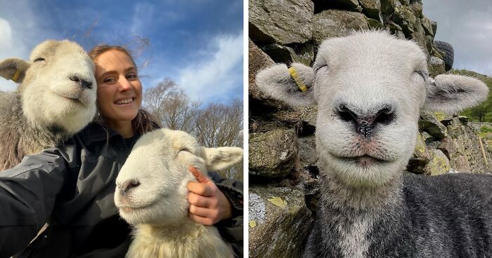 Meet 3 Irresistibly Cute And Always Smiling Sheep: Rabbit, Tic and Bandi