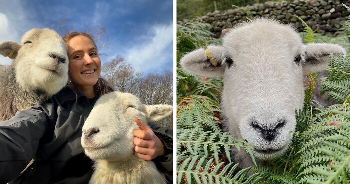 Woman And Her 3 Sheep, Rabbit, Tic, And Bandi, Go Viral As Netizens Can’t Stop Adoring Their Bond