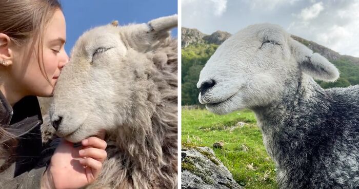 This Woman Shares A Very Different Side To Sheep That A Lot Of People Never Get To See