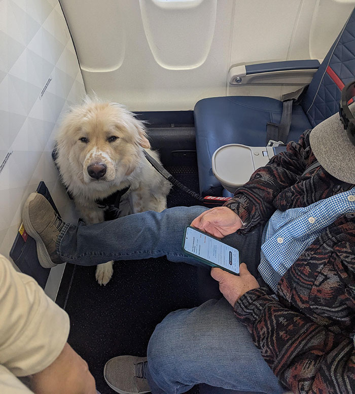 “Dog-Eat-Dog World”: Man Fumes Over Airplane Downgrade From First Class For Service Animal