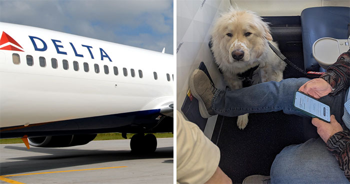 Passenger Gets Dragged For Complaining About Plane Seat He Lost To Dog: “Sorry Dude, Money Talks”