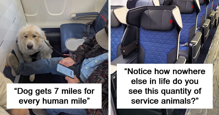 “Dog-Eat-Dog World”: Man Fumes Over Airplane Downgrade From First Class For Service Animal