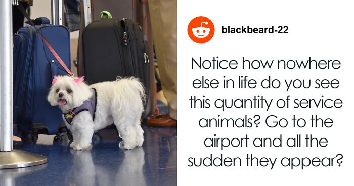 “That's Ruff”: Passenger Downgraded From First Class Over Service Dog Airs Grievances