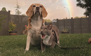 Dog And Cat Living Together Take On Each Other’s Traits, And People Online Can’t Get Enough Of Them