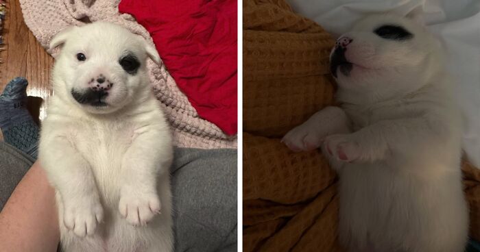 People Online Are Amazed By This Incredibly Adorable Yet Unusually Large Newborn Singleton Puppy