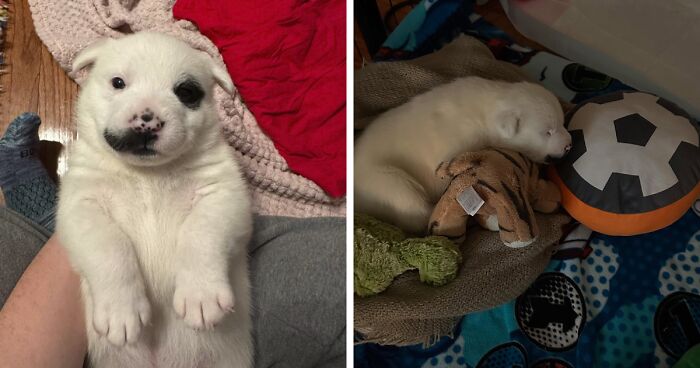 Giant Newborn Puppy Goes Viral As People Brand Her “Polar Bear Dog Version Of Moo Deng”