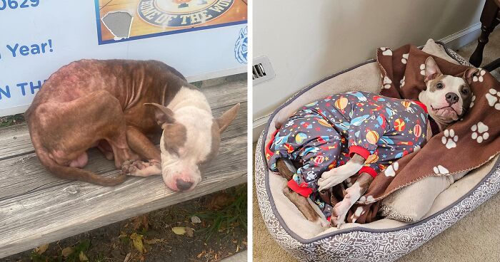 Skinny Pitbull Parker Found On Bus Bench In Chicago Is Now Living His Best Life In Foster Care