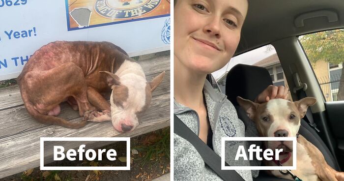 Dog Left Waiting On Bus Bench For Family Who Never Came Finally Finds Safety