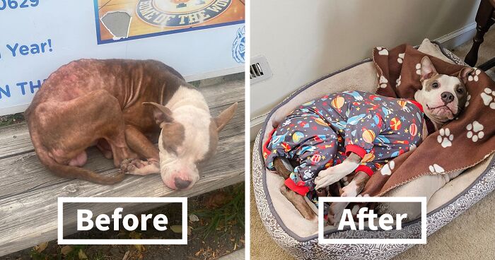 Pitbull Left Out In The Cold Finds A Second Chance After Being Saved By A Rescue Team