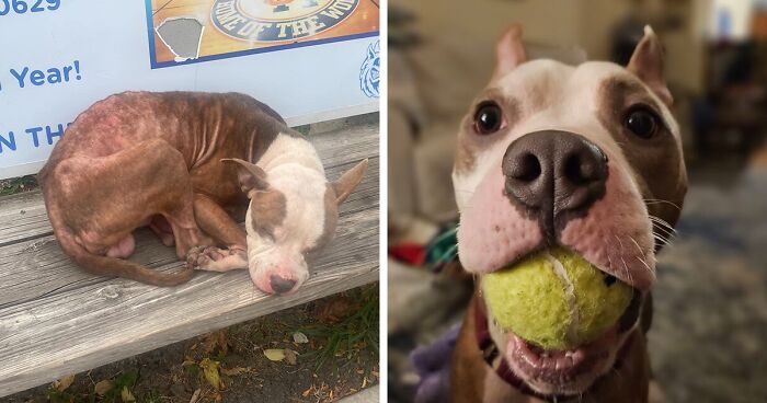 Dog Left Alone On Bus Bench Rescued Just In Time By Chicago Animal Advocates