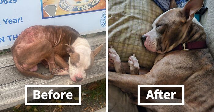 Dog Found Shivering On A Chicago Bus Bench After Being Abandoned By His Family