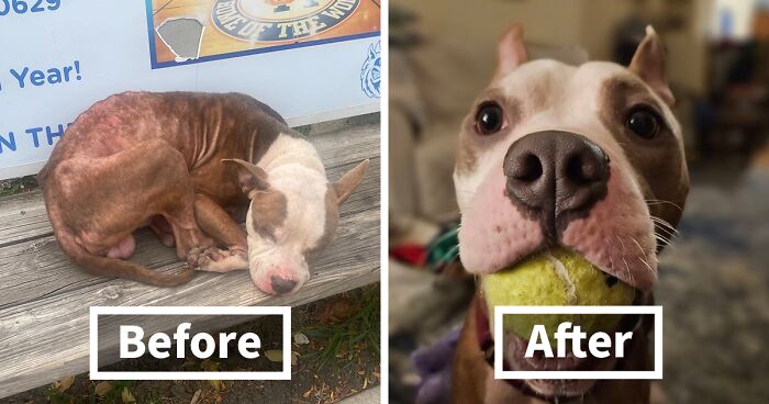 From The Streets Of Chicago To A Loving Foster Home: Parker’s Journey Of Recovery