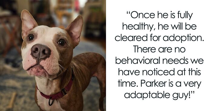 Abandoned Pitbull Parker Rescued From Bus Bench In Chicago, Now Thriving In Foster Care