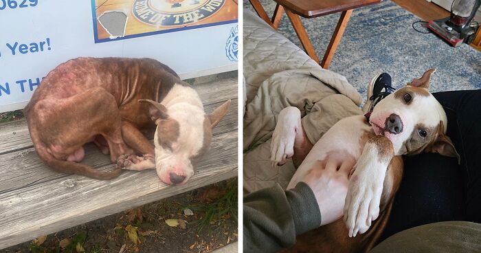 Dog Found Alone And Trembling In Chicago Sparks Outpouring Of Love After His Rescue