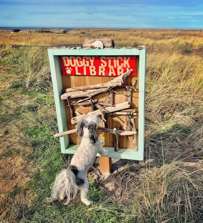 Dog at a stick library in a field, showcasing a viral idea for dog owners worldwide.