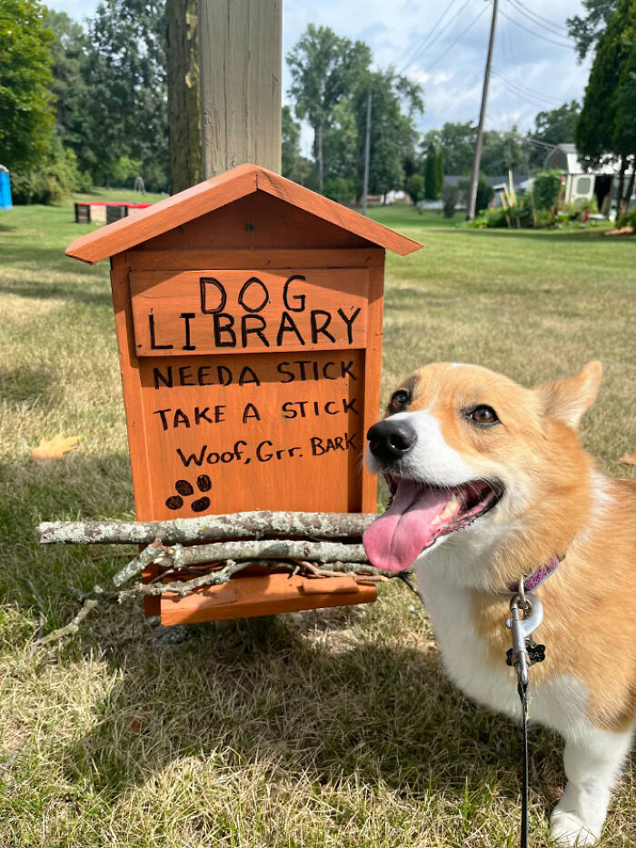 Corgi next to a dog library offering sticks, showcasing a viral idea for dogs worldwide.