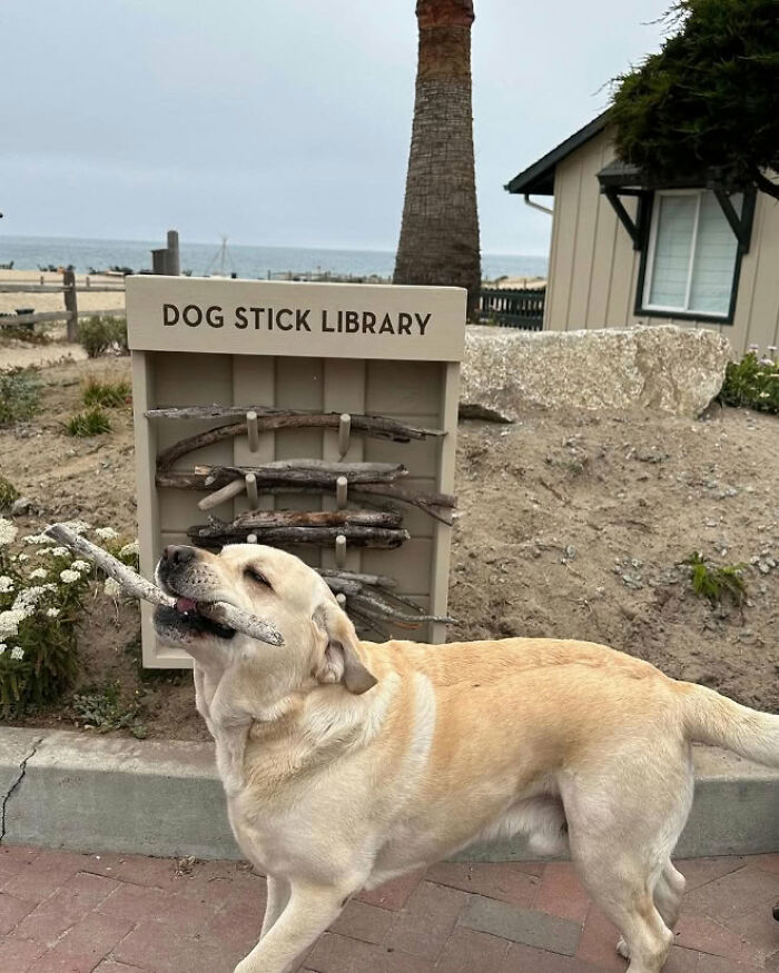 Yellow lab with a stick at a dog stick library, beach scene in background.