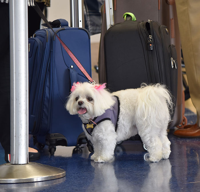 “Dog-Eat-Dog World”: Man Fumes Over Airplane Downgrade From First Class For Service Animal