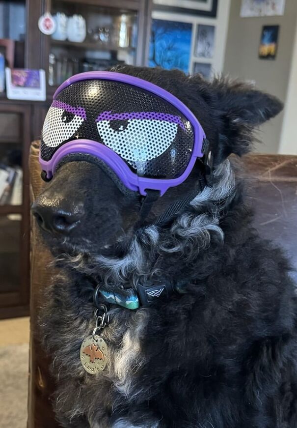 Dog wearing goggles with a playful design, sitting indoors.