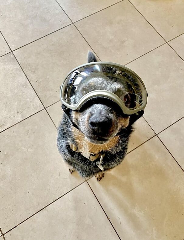 Dog wearing goggles, standing indoors on tiled floor, showcasing stylish eyewear for work and fun.