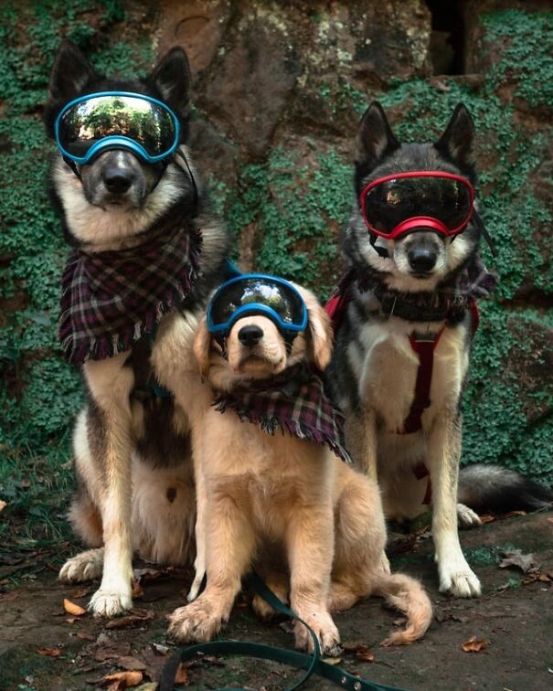 Three dogs wearing goggles, posing outdoors with scarves.