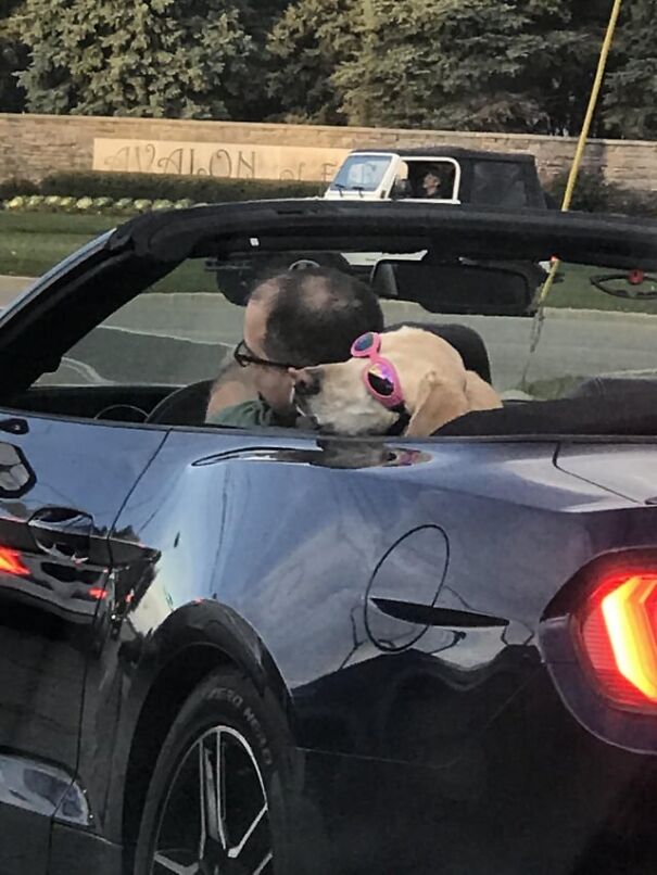 Dog wearing goggles rides in a car with owner, capturing fun and work spirit.