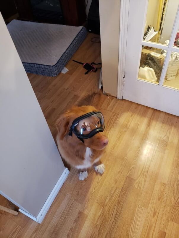 Dog wearing goggles indoors, showcasing dogs in eyewear for fun and work.