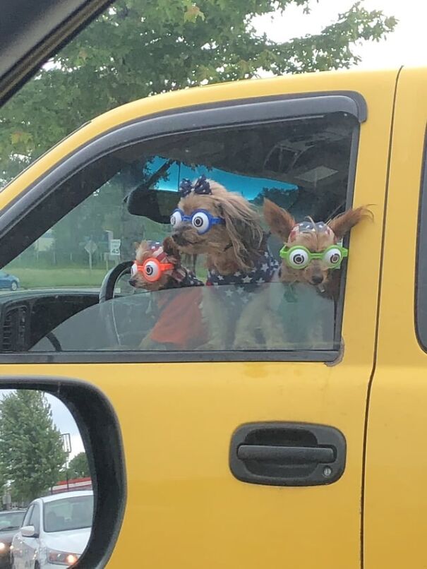 Dogs wearing colorful goggles in a yellow car, enjoying the view outside the window.