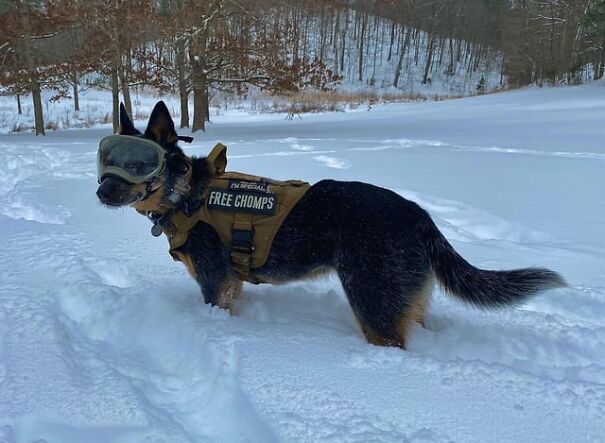 Dog wearing goggles and a harness stands in the snow, showcasing eyewear for dogs.