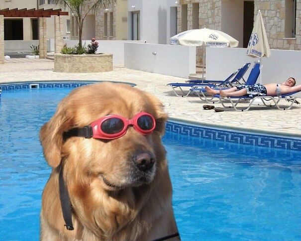 Golden retriever wearing goggles by the pool.