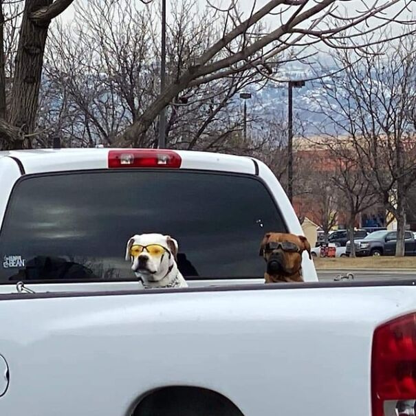 Dogs in a truck wearing goggles, enjoying a ride for both work and fun.